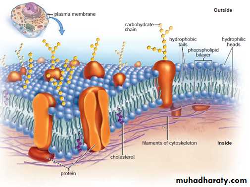 cell 1