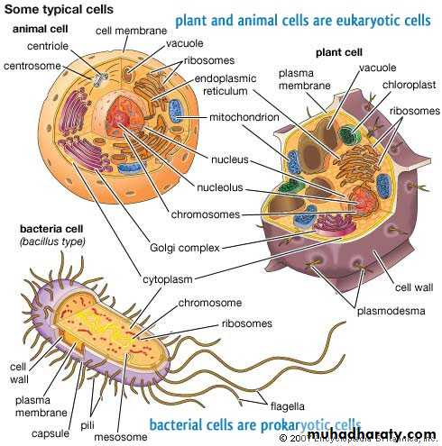 cell 1