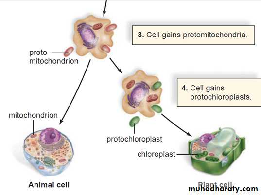 cell 1