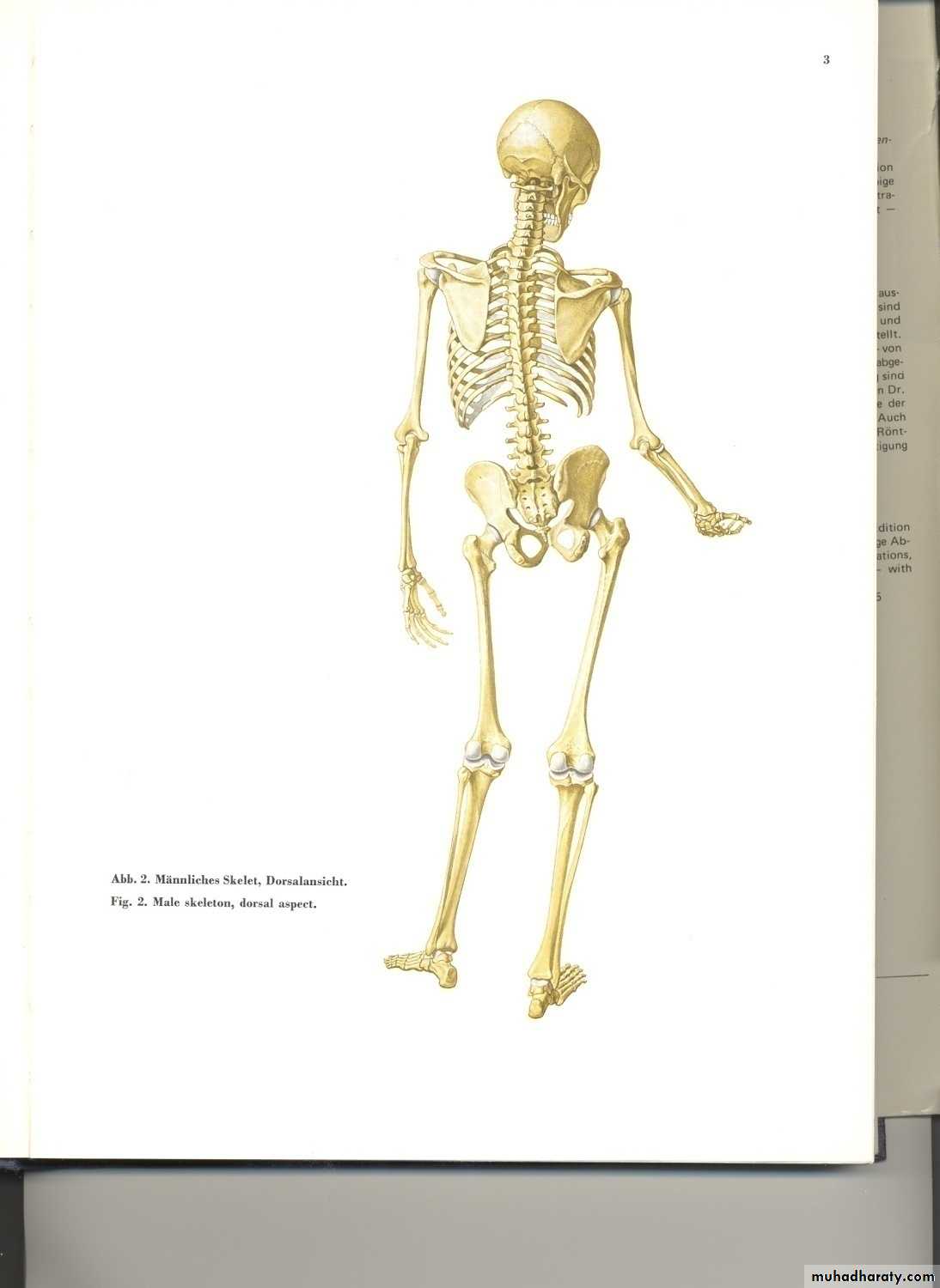 Injuries of the thoracic spine