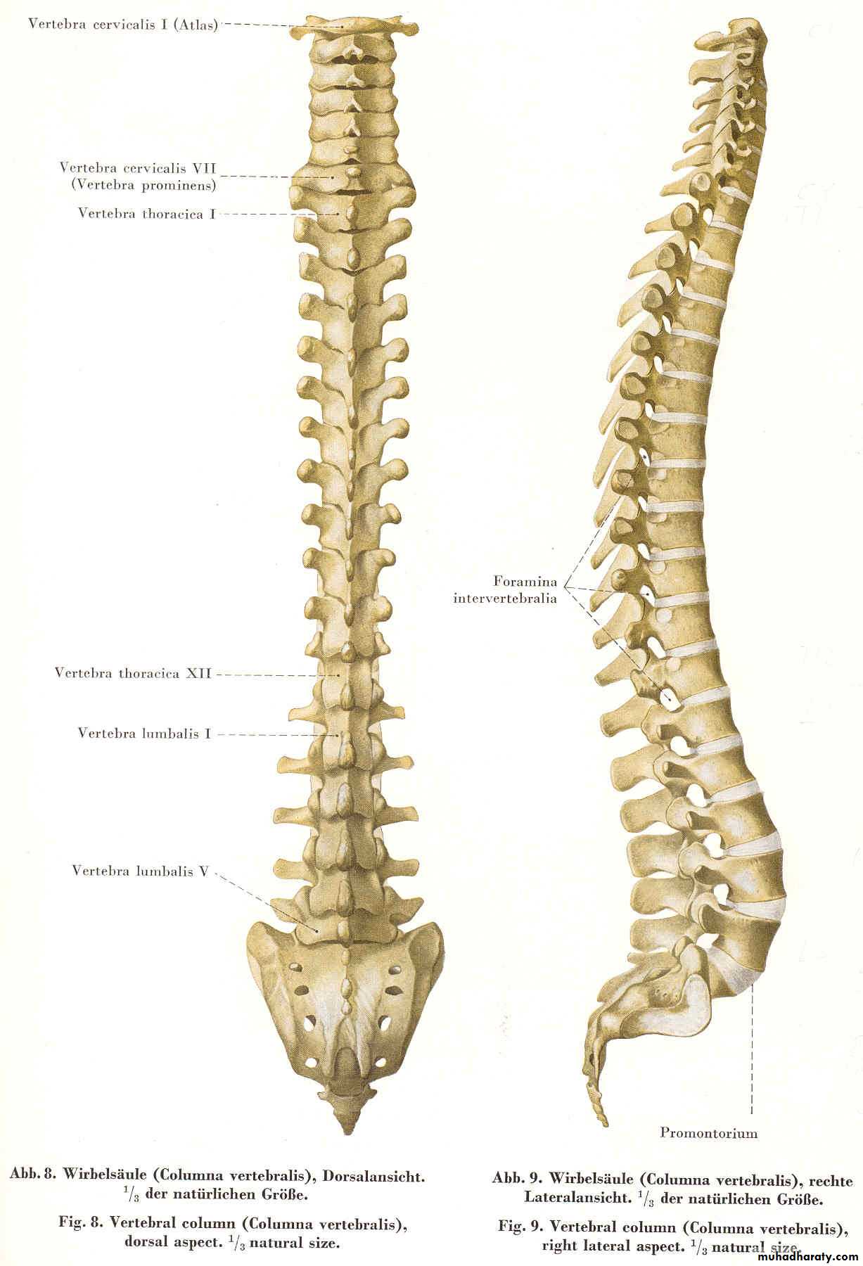 Injuries of the thoracic spine