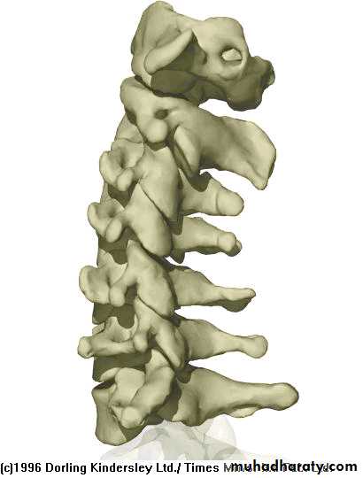Injuries of the thoracic spine