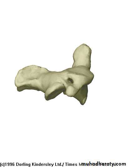 Injuries of the thoracic spine