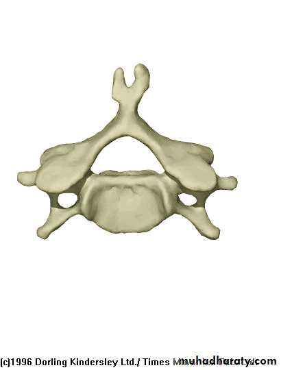 Injuries of the thoracic spine