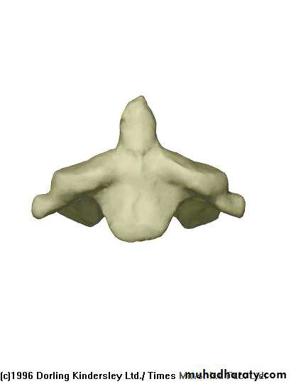 Injuries of the thoracic spine