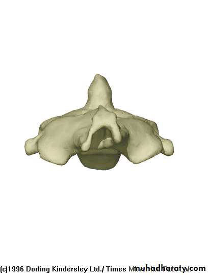 Injuries of the thoracic spine