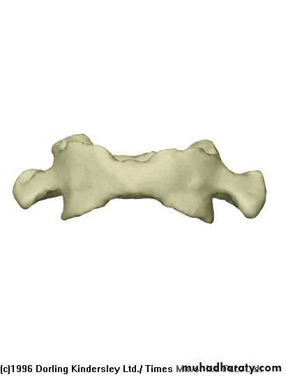 Injuries of the thoracic spine