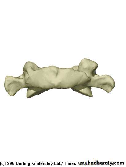 Injuries of the thoracic spine