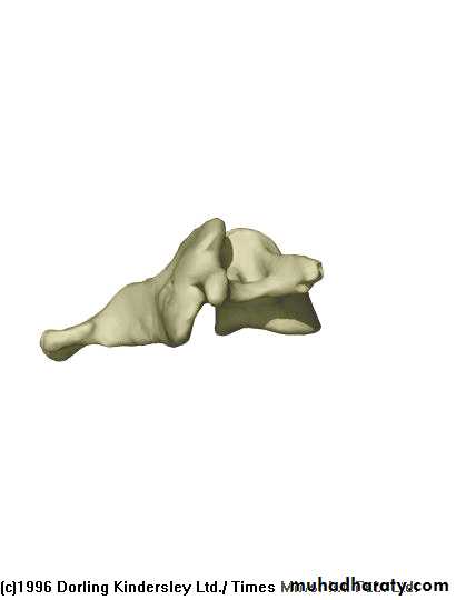 Injuries of the thoracic spine