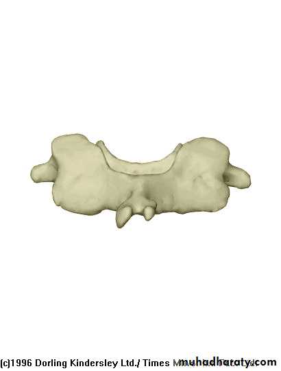 Injuries of the thoracic spine