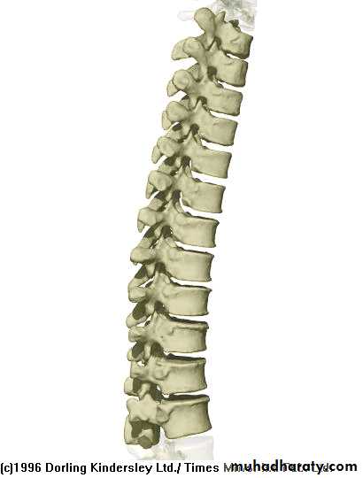 Injuries of the thoracic spine