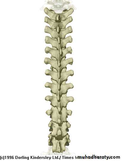 Injuries of the thoracic spine