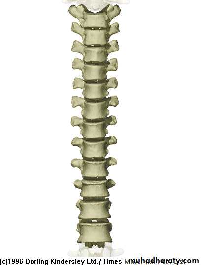 Injuries of the thoracic spine