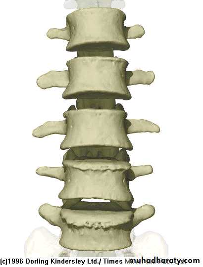 Injuries of the thoracic spine