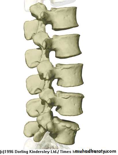 Injuries of the thoracic spine