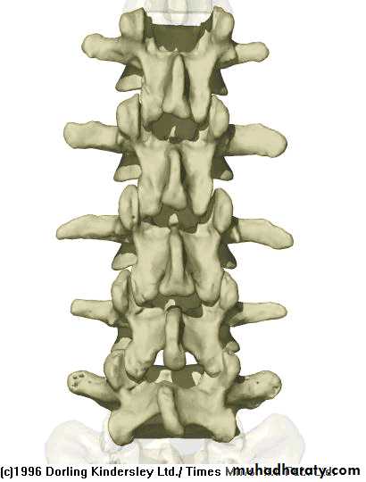 Injuries of the thoracic spine
