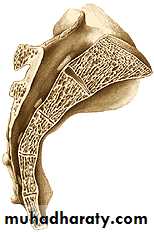 Injuries of the thoracic spine