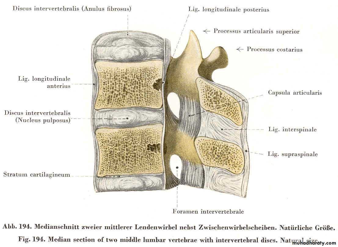 Injuries of the thoracic spine