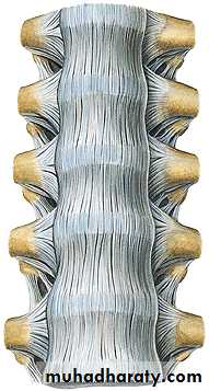 Injuries of the thoracic spine