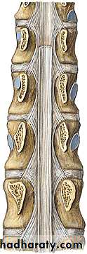Injuries of the thoracic spine