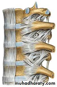 Injuries of the thoracic spine