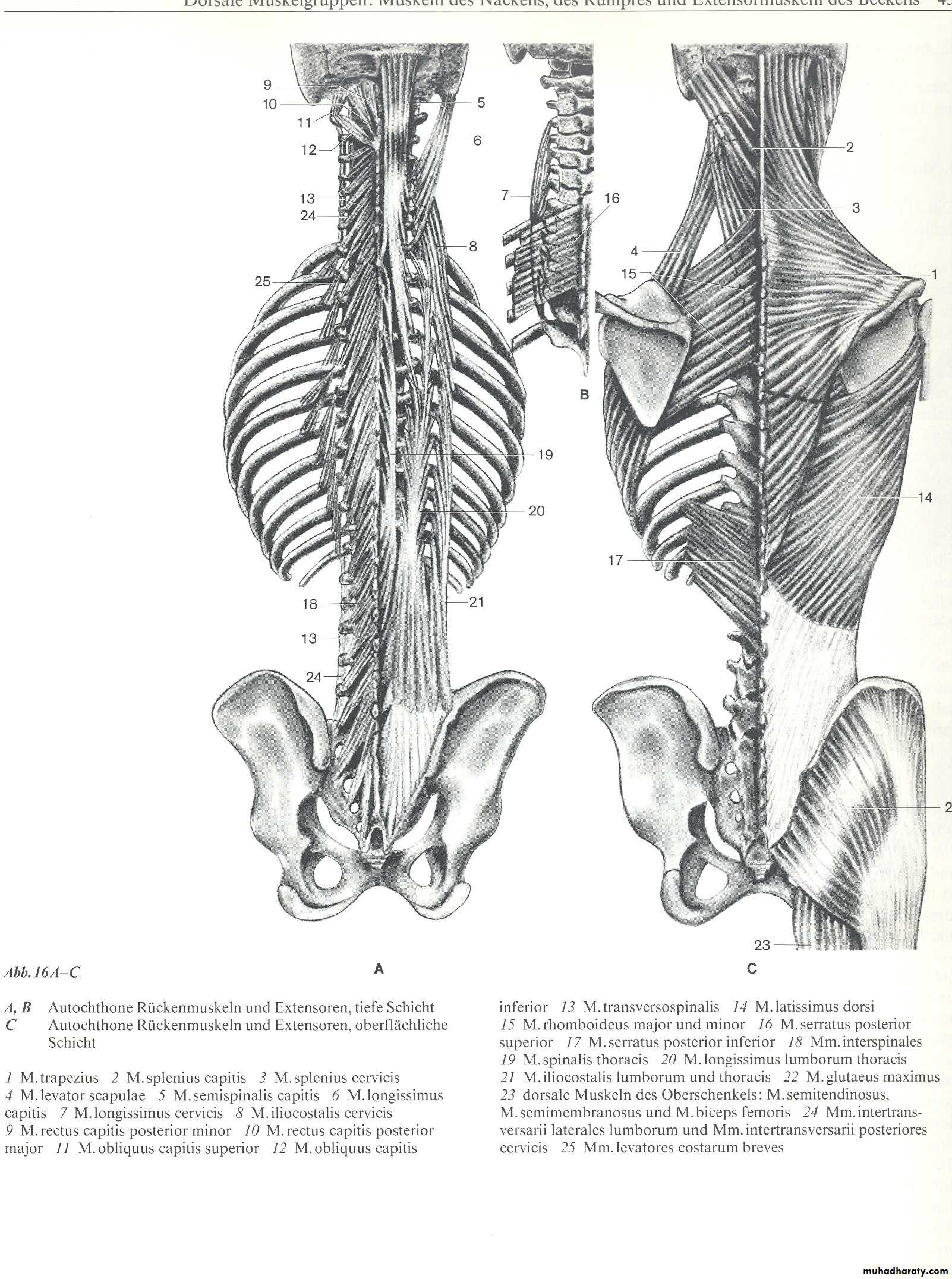 Injuries of the thoracic spine