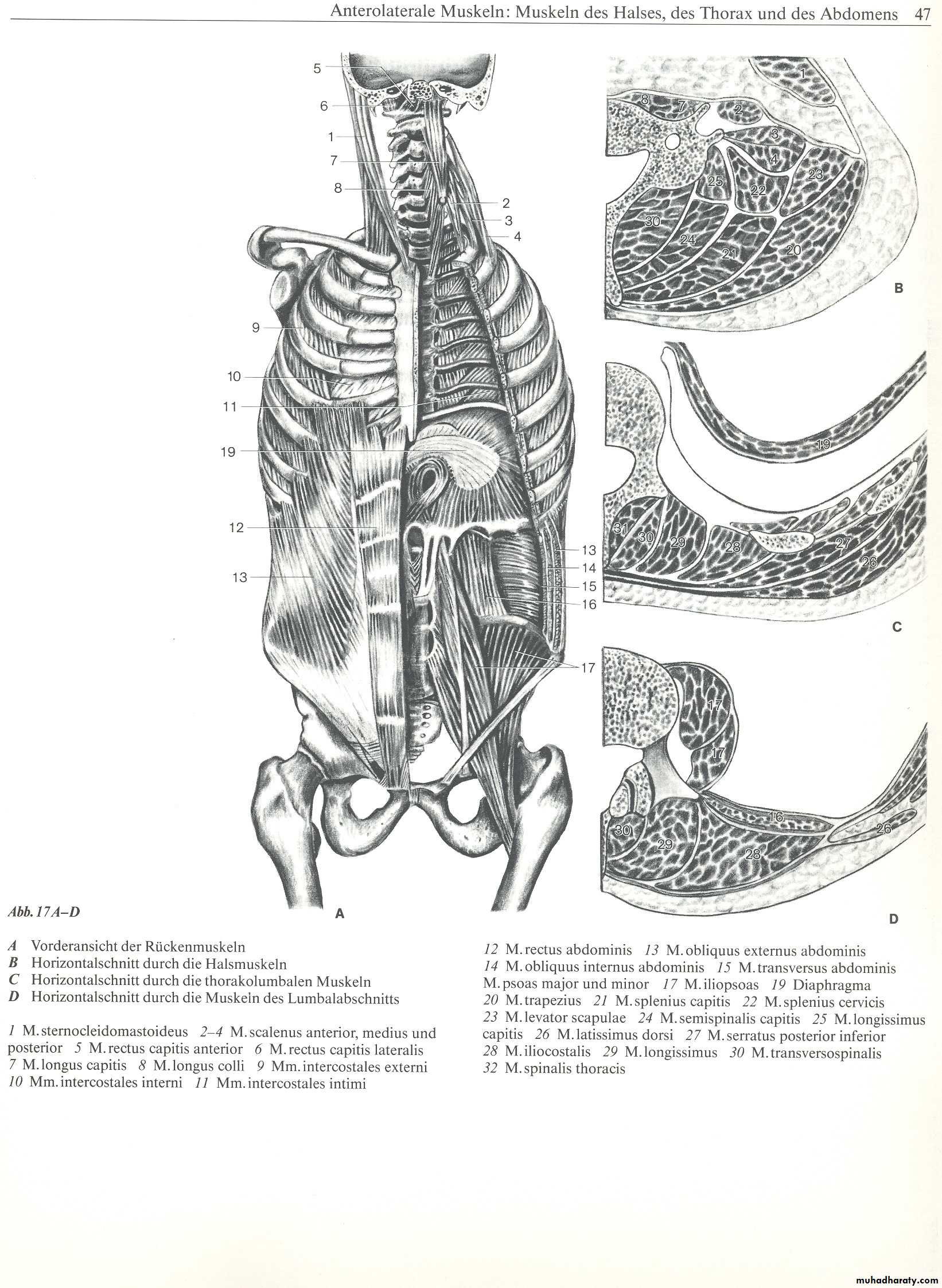 Injuries of the thoracic spine