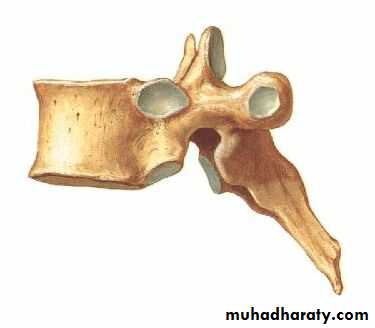 Injuries of the thoracic spine