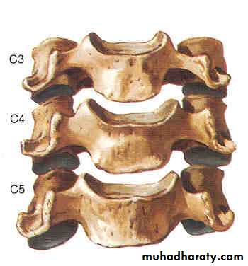 Injuries of the thoracic spine