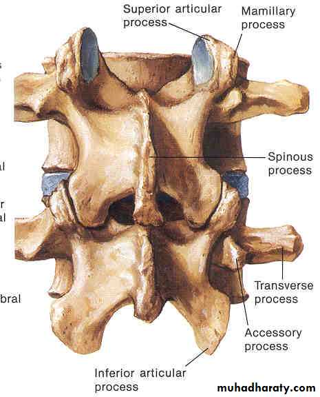 Injuries of the thoracic spine