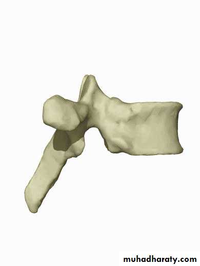 Injuries of the thoracic spine