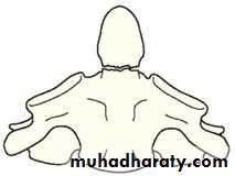 Injuries of the thoracic spine