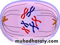 Mitosis