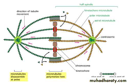Mitosis