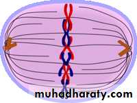 Mitosis