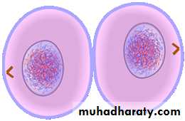 Mitosis