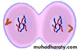 Mitosis