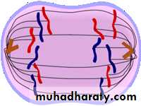Mitosis