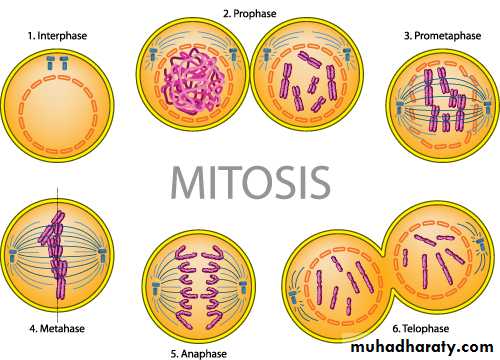 Mitosis