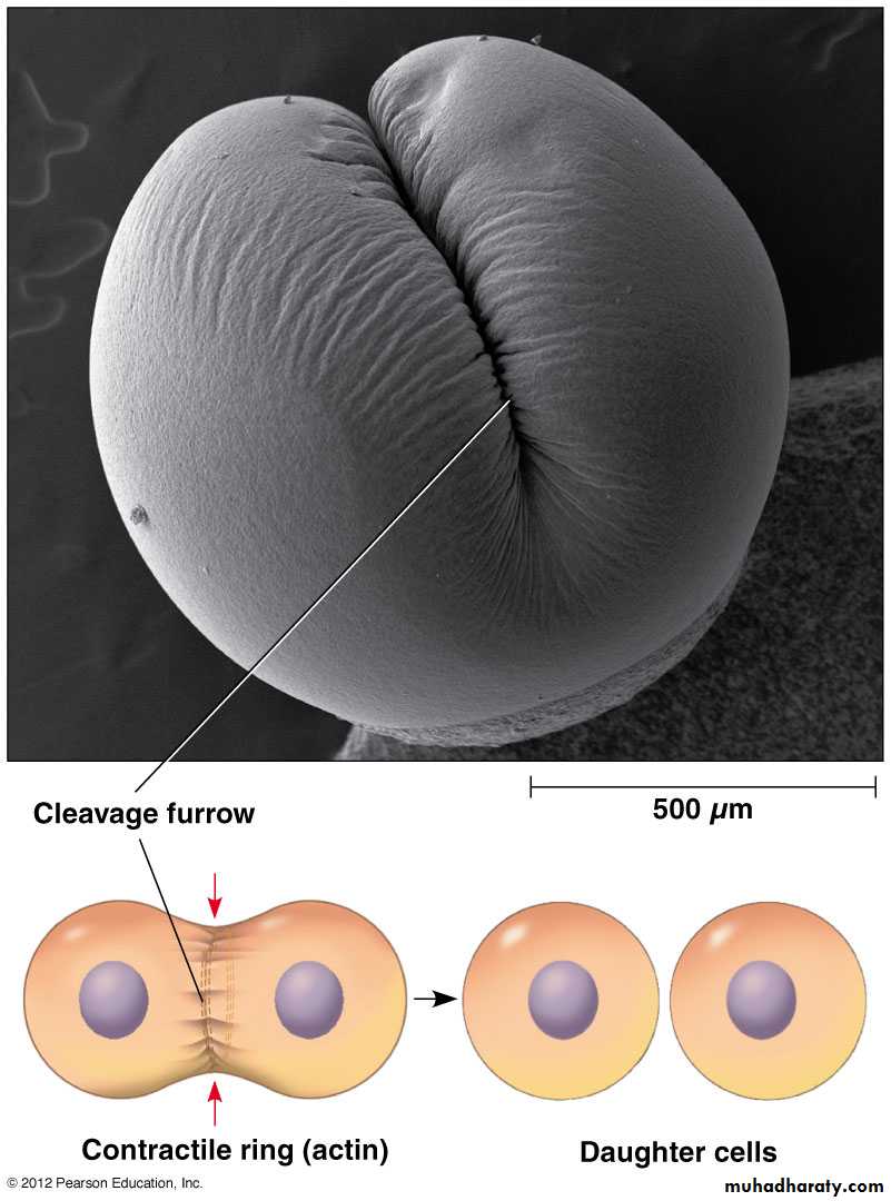 Mitosis