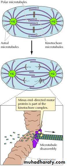 Mitosis