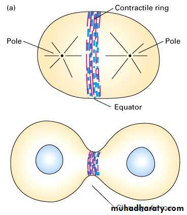 Mitosis