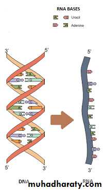 Cellular Activity