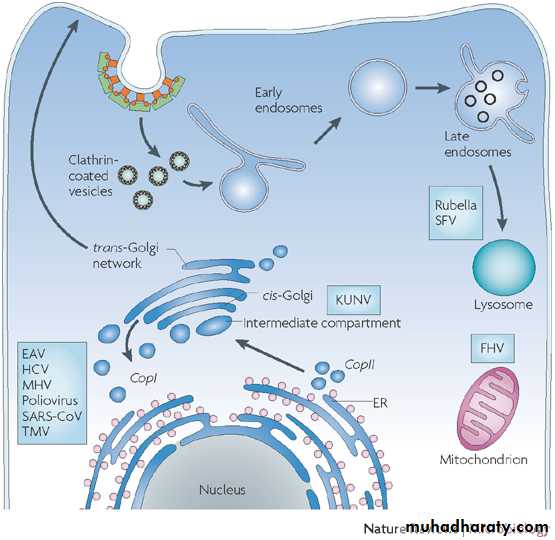 Cellular Activity