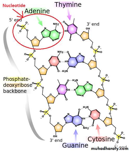 Cellular Activity