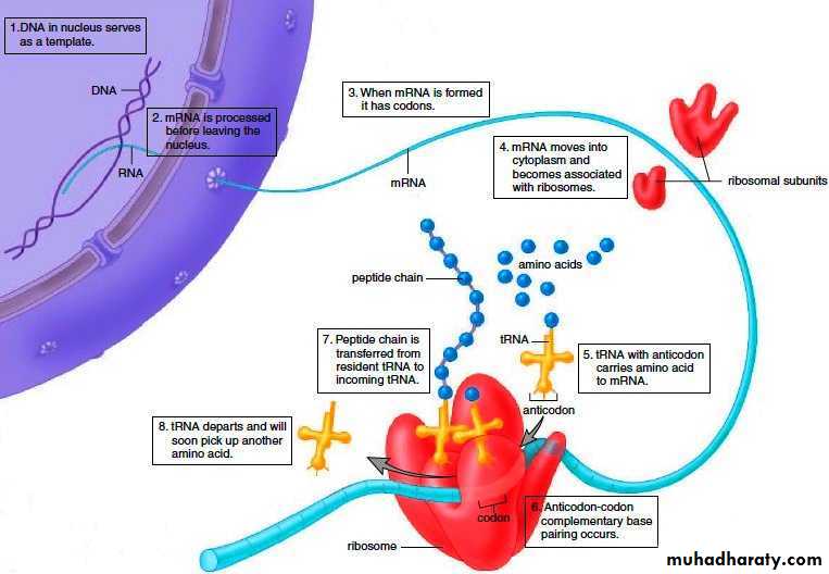Cellular Activity