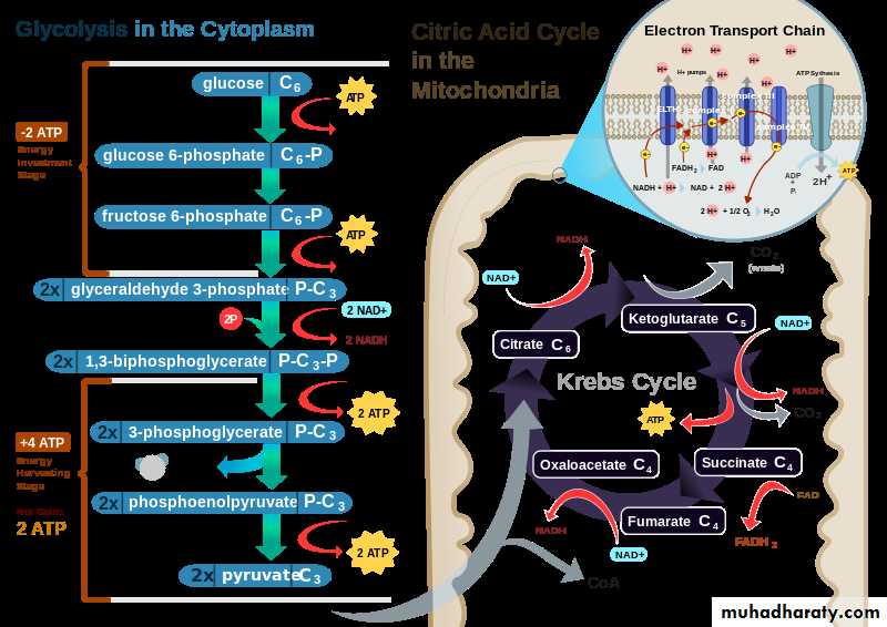 Cellular Activity