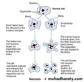 Programmed Cell Death(Apoptosis)