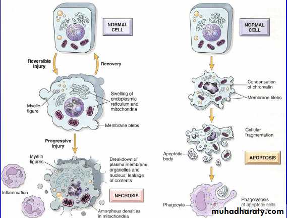 Programmed Cell Death(Apoptosis)