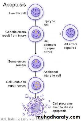 Programmed Cell Death(Apoptosis)